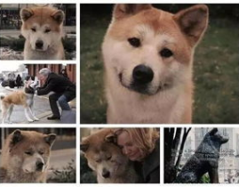 娱乐吃瓜酱怕狗大哥