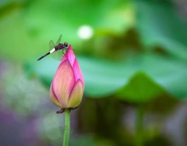 小池娱乐吃瓜,揭秘娱乐圈最新吃瓜事件