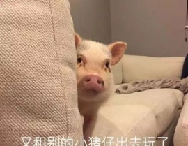 娱乐吃瓜酱猪猪视频,揭秘热门视频背后的趣味故事