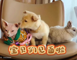 二狗子娱乐,揭秘娱乐圈幕后故事，带你领略明星真实生活